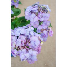 Hydrangea Twist-n-Shout 